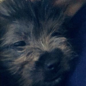 Meet your Posher, Audrey